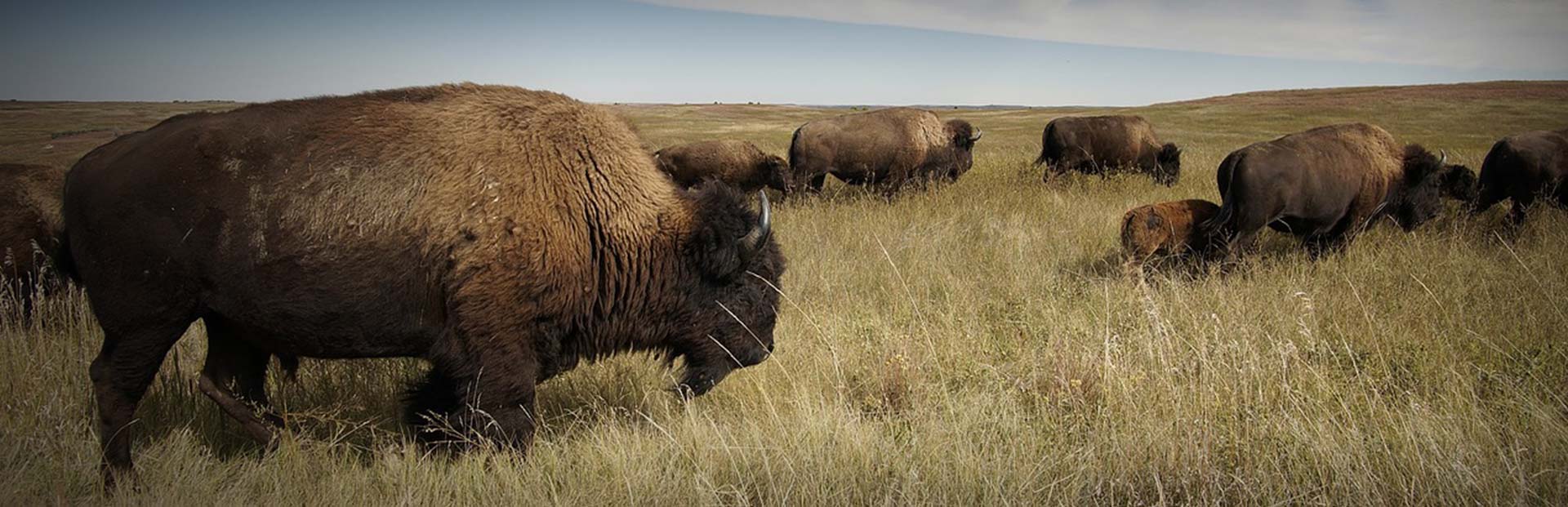 South Dakota Buffalo Hunting Lodge Sioux Tribal Bison Hunts