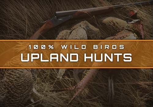 Prairie Highlands Lodge Upland Bird Hunts