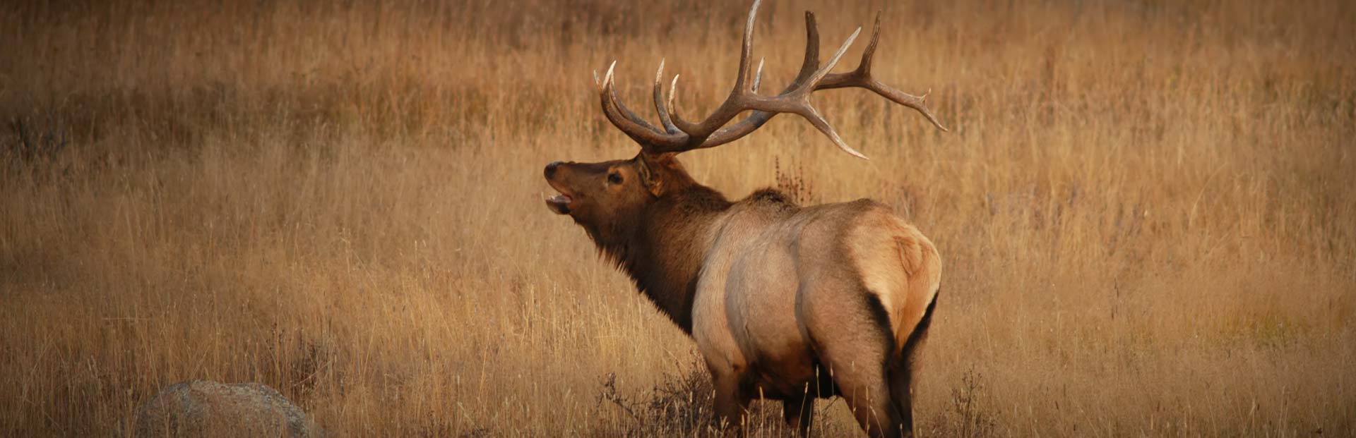 Trophy Bull Elk Hunts or Cow Elk Hunts