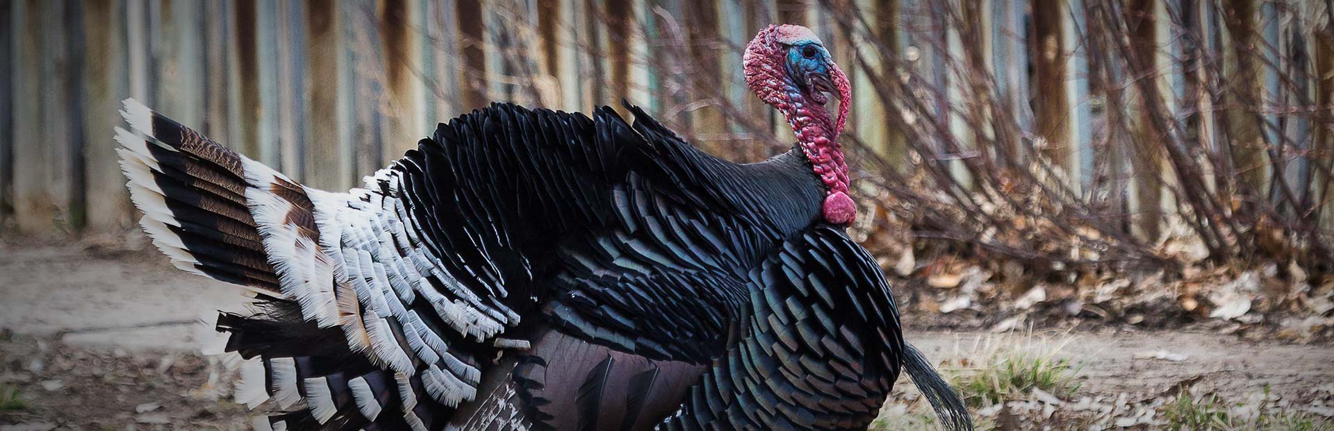 South Dakota Merriam Turkey Hunts