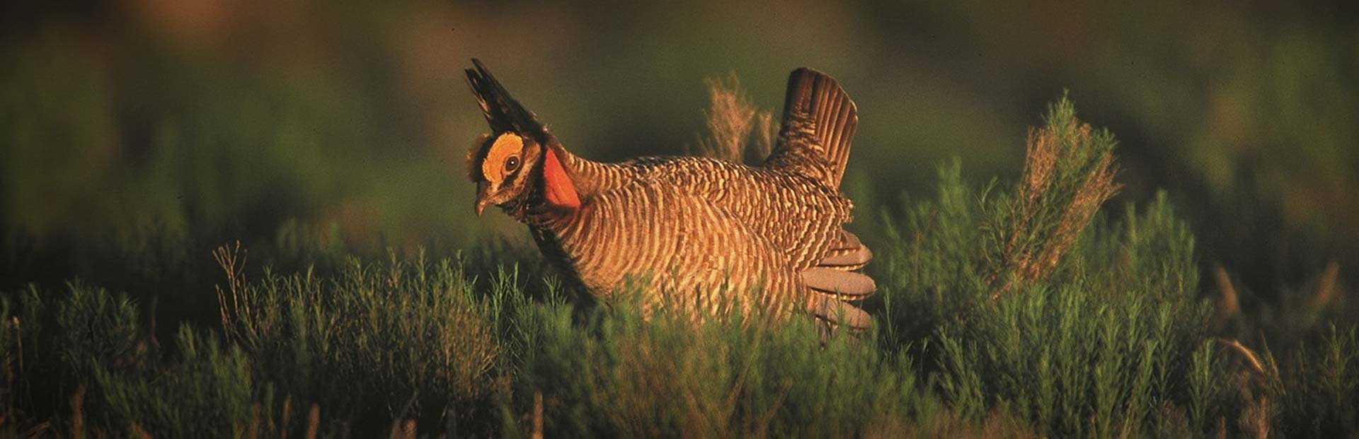 South Dakota Upland Hunting - Wild Sharptail Grouse Hunts & Prairie Chicken Hunts
