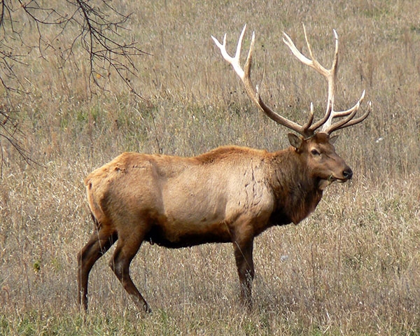 Elk Hunting
