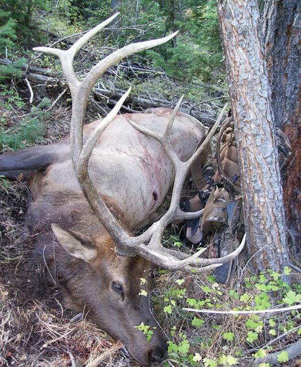 Elk Hunting Details
